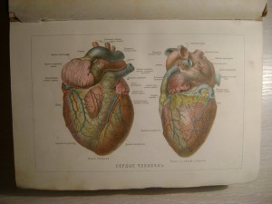 Ранке. Человек.Том 1. 1900 год.