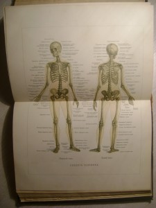 Ранке. Человек.Том 1. 1900 год.