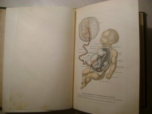 Ранке. Человек.Том 1. 1900 год.