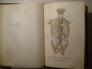 Ранке. Человек.Том 1. 1900 год.
