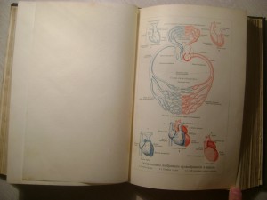 Ранке. Человек.Том 1. 1900 год.