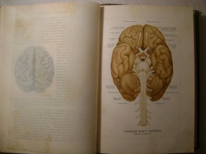 Ранке. Человек.Том 1. 1900 год.