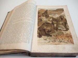 Брэм.Жизнь животных. В 3-х томах. Комплект. 1896г.
