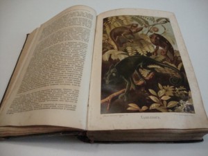Брэм.Жизнь животных. В 3-х томах. Комплект. 1896г.
