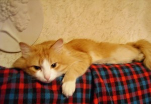 Тема про домашних друзей!