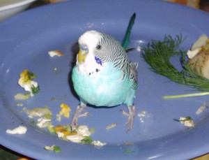 Тема про домашних друзей!