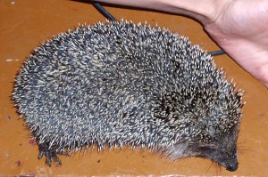 Тема про домашних друзей!