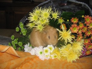 Тема про домашних друзей!