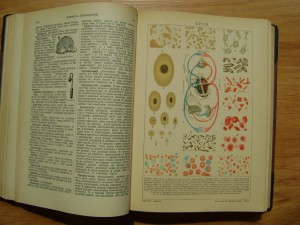 Редкость. Українська Загальна Енцикльопедія. Львів. 1930г.