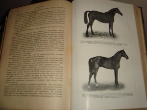 Урусов С. П. Книга о лошади.  1 том. 1911 год