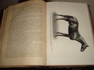 Урусов С. П. Книга о лошади.  1 том. 1911 год