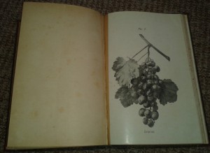 Н.М. Вирский. Виноградарство в Самаркандском уезде. 1896г.