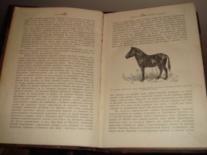 Урусов С. П. Книга о лошади.  1 том. 1911 год