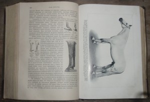 "Книга о лошади"   1911г.   князь С.П. Урусов.  Два тома.