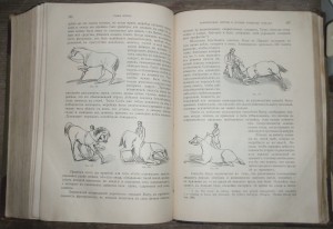 "Книга о лошади"   1911г.   князь С.П. Урусов.  Два тома.