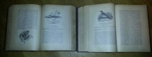 Мензбир. Птицы России, М., 1895г., все 2 тома