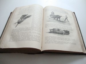 Урусов С.П.  Книга о лошади. 1911г.