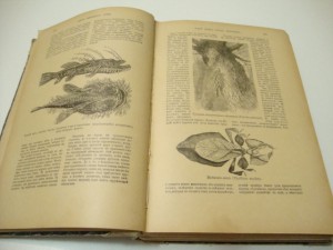 Брэм. Жизнь животных. В 3 -х томах. Том I. 1902г.