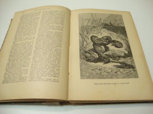Брэм. Жизнь животных. В 3 -х томах. Том I. 1902г.