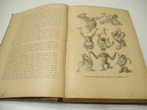 Брэм. Жизнь животных. В 3 -х томах. Том I. 1902г.