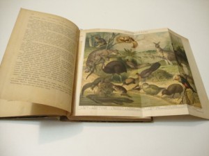 Брэм. Жизнь животных. В 3 -х томах. Том I. 1902г.