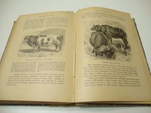 Брэм. Жизнь животных. В 3 -х томах. Том I. 1902г.