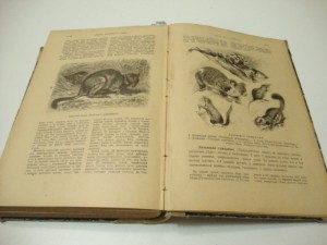Брэм. Жизнь животных. В 3 -х томах. Том I. 1902г.