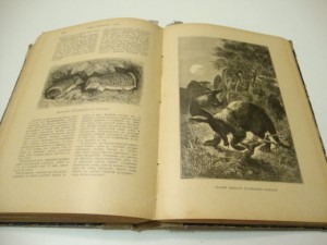 Брэм. Жизнь животных. В 3 -х томах. Том I. 1902г.