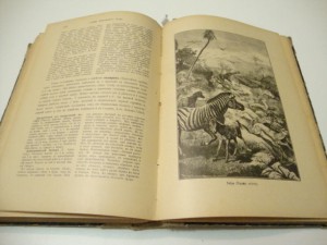 Брэм. Жизнь животных. В 3 -х томах. Том I. 1902г.