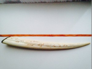 Клык моржа 63 см, мыс Шмидта 1970-1973 гг