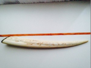 Клык моржа 63 см, мыс Шмидта 1970-1973 гг