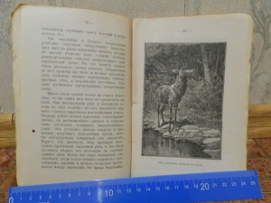 Маел. Путишествие по Индии 1911г.