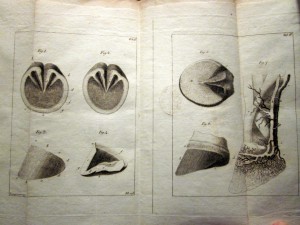 Куплю Польские книги до 1840 года.