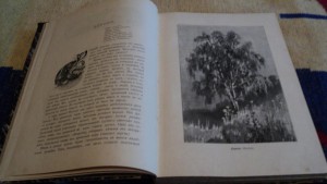 Кайгородов Из родной природы 1903