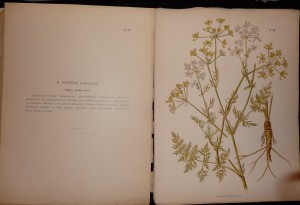 Иллюстрированная классификацiя луговыхъ травъ.