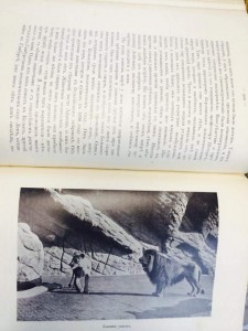 Гагенбек "О животных и людях" 1912 г.