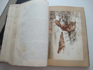 Брэм А.Э. Жизнь животных. 1904г. Том 1, Том 2. Комплект.