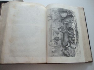 Брэм А.Э. Жизнь животных. 1904г. Том 1, Том 2. Комплект.