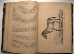 Коневодство П.Н.Кулешова 1896