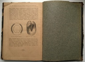 Коневодство П.Н.Кулешова 1896
