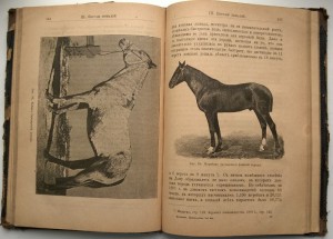Коневодство П.Н.Кулешова 1896