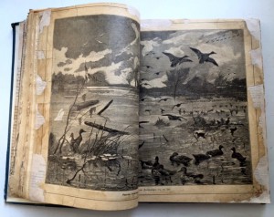 50 журналов "Вокруг света" 1901 годъ.