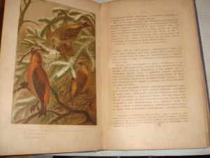 Кайгородов Д. Н. Из царства пернатых, Суворин, 1895г