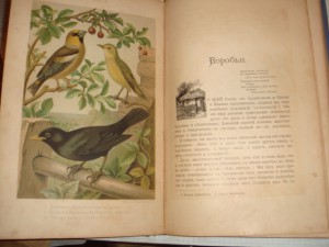 Кайгородов Д. Н. Из царства пернатых, Суворин, 1895г