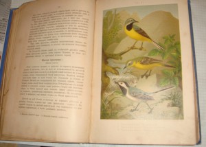 Кайгородов Д. Н. Из царства пернатых, Суворин, 1895г