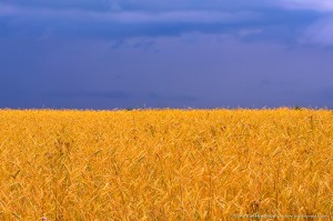 СВЯТО ПРАПОРА УКРАЇНИ