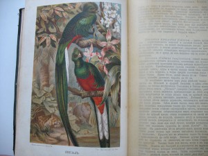 Книга.Жизнь животных Брэма.Птицы .2т