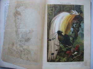 Книга.Жизнь животных Брэма.Птицы .2т