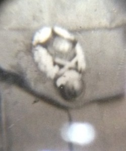 Красные командиры и военспецы