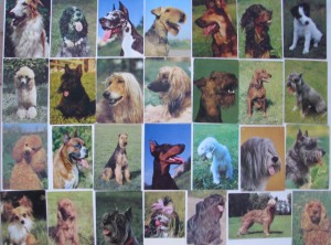 Коллекция открыток породы собак СССР